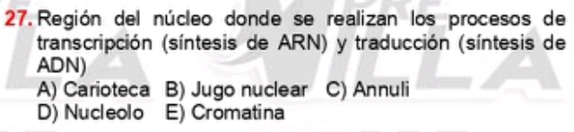 Región del núcleo donde se realizan los procesos de
transcripción (síntesis de ARN) y traducción (síntesis de
ADN)
A) Carioteca B) Jugo nuclear C) Annuli
D) Nucleolo E) Cromatina