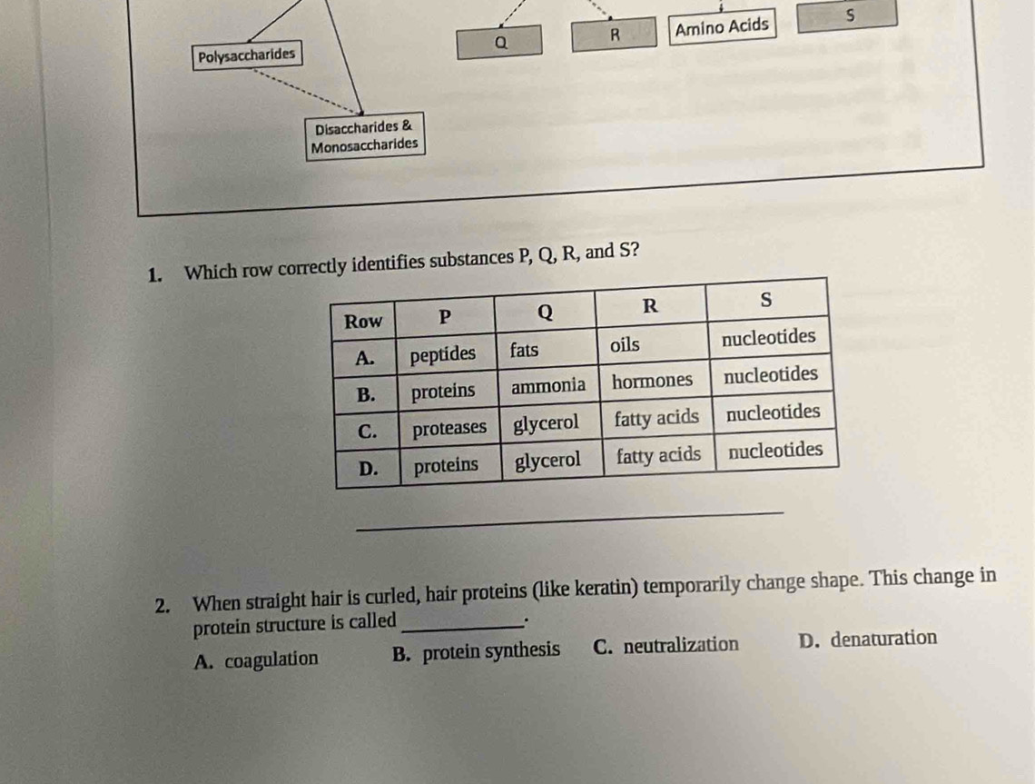 Amino Acids s
Polysaccharides
Disaccharides &
Monosaccharides
1. Which row crrectly identifies substances P, Q, R, and S?
_
2. When straight hair is curled, hair proteins (like keratin) temporarily change shape. This change in
protein structure is called_
.
A. coagulation B. protein synthesis C. neutralization D. denaturation