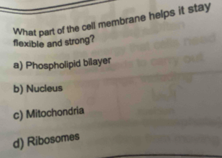 What part of the cell membrane helps it stay
flexible and strong?
a) Phospholipid bilayer
b) Nucleus
c) Mitochondria
d) Ribosomes