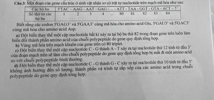 Một đoạn của gene cấu trúc ở sinh vật nhân sơ có trật tự nucleotide trên mạch mã hóa như sau:
Biết rằng các codon 5' GAG3' và 5'GAA3' cùng mã hóa cho amino acid Glu, 5'GAU3’ và 5'G AC3'
cùng mã hóa cho amino acid Asp.
a) Đột biến thay thế một cặp nucleotide bất kì xảy ra tại bộ ba thứ 82 trong đoạn gene trên luôn làm
biển đổi thành phần amino acid của chuỗi polypeptide do gene quy định tổng hợp.
b) Vùng mã hóa trên mạch khuôn của gene trên có 80 triplet.
c) Đột biến thay thế một cặp nucleotide C - G thành A - T xảy ra tại nucleotide thứ 12 tính từ đầu : 3'
của đoạn mạch trên sẽ làm cho chuỗi polypeptide do gene quy định tổng hợp bị mất đi một amino acid
so với chuỗi polypeptide bình thường.
d) Đột biến thay thế một cặp nucleotide C - G thành G - C xảy ra tại nucleotide thứ 10 tính từ đầu 3'
không ảnh hưởng đến số lượng, thành phần và trình tự sắp xếp của các amino acid trong chuỗi
polypeptide do gene quy định tổng hợp.