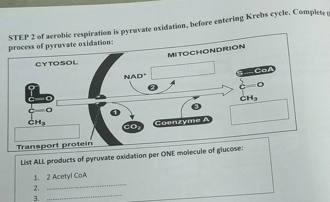 of aerobic respiration is pyruvate oxidation, before entering Krebs cycle. Complete t
List ALL products of pyruvate oxidation per ONE molecule
1. 2 Acetyl CoA
_
2.
_
3.