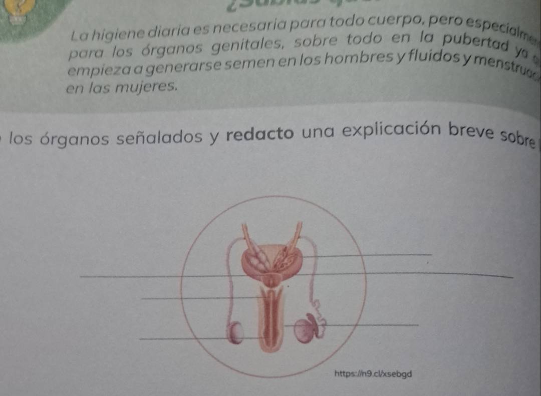 La higiene diaría es necesaría para todo cuerpo, pero especiame 
para los órganos genitales, sobre todo en la pubertad y 
empieza a generarse semen en los hombres y fluidos y menstru 
en las mujeres. 
los órganos señalados y redacto una explicación breve sobre 
https://n9.cl/xsebgd