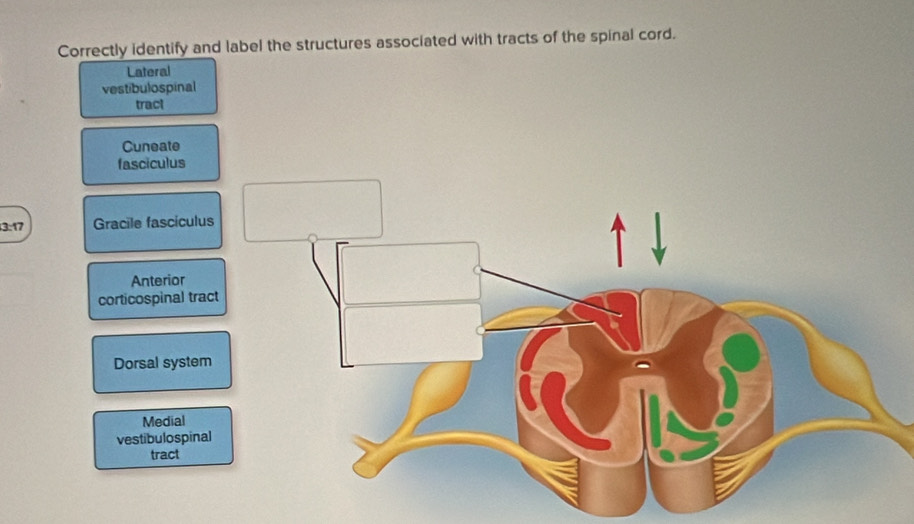 Correctly identify and label the structures associated with tracts of the spinal cord.
Lateral
vestibulospinal
tract
Cuneate
fasciculus
3:17 Gracile fascículu
Anterior
corticospinal tra
Dorsal syste
Medial
vestibulospin
tract