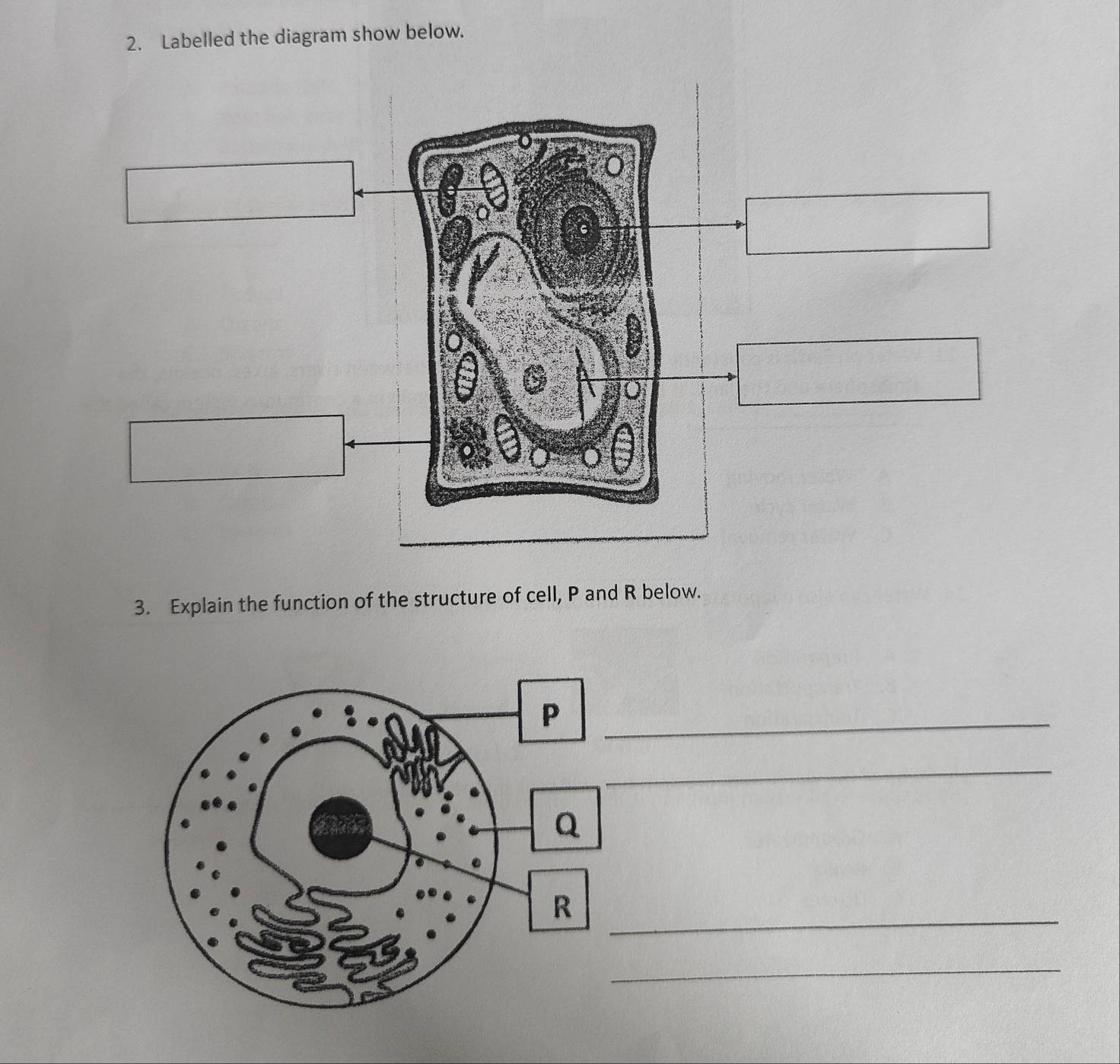 Labelled the diagram show below. 
3. Explain the function of the structure of cell, P and R below. 
_ 
_ 
_ 
_