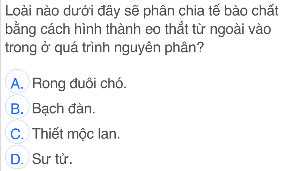 Loài nào dưới đây sẽ phân chia tế bào chất
bằng cách hình thành eo thắt từ ngoài vào
trong ở quá trình nguyên phân?
A. Rong đuôi chó.
B. Bạch đàn.
C. Thiết mộc lan.
D. Sư tử.