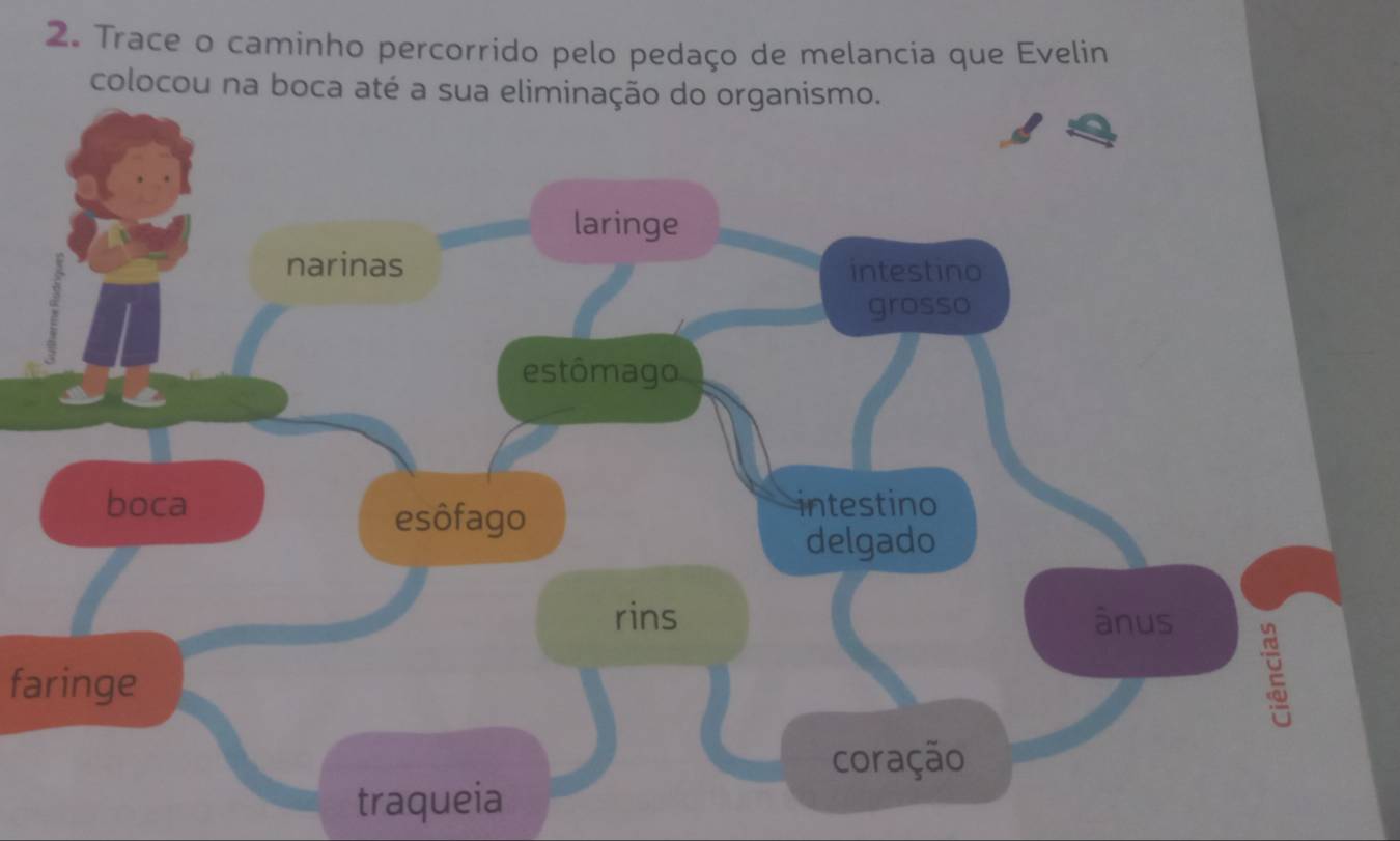 Trace o caminho percorrido pelo pedaço de melancia que Evelin 
colocou na bo 
faringe 
traqueia