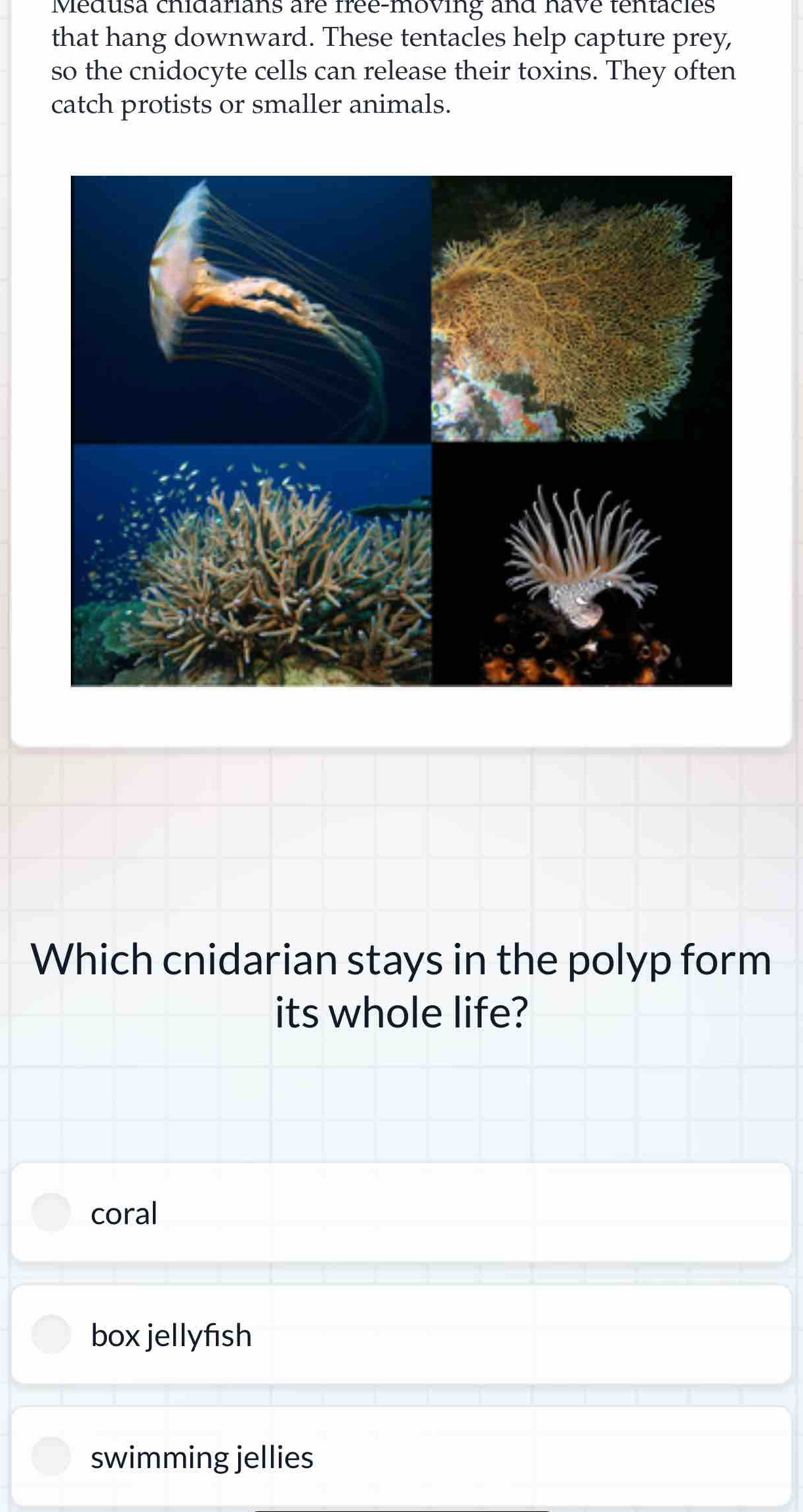 Medusa chidarians are free-moving and have tentacles
that hang downward. These tentacles help capture prey,
so the cnidocyte cells can release their toxins. They often
catch protists or smaller animals.
Which cnidarian stays in the polyp form
its whole life?
coral
box jellyfish
swimming jellies