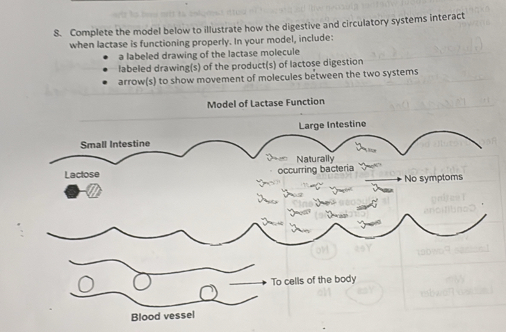 Solved: Complete the model below to illustrate how the digestive and ...