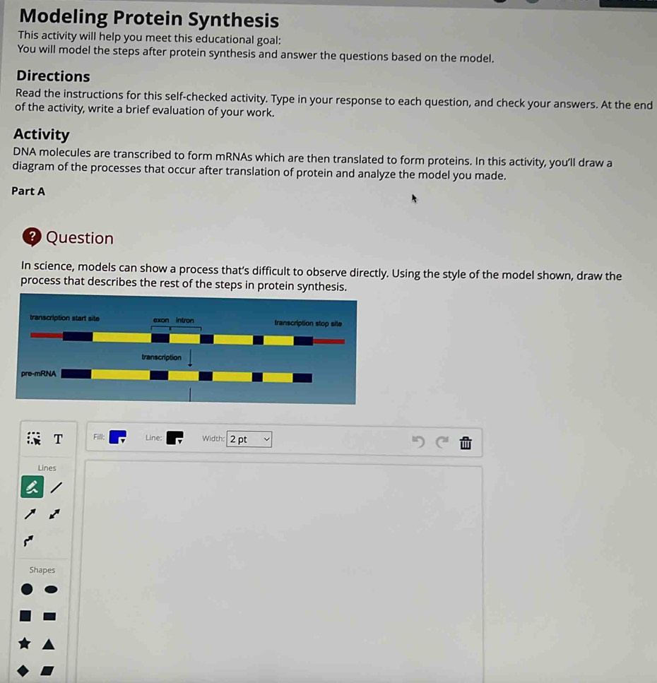 Solved: Modeling Protein Synthesis This activity will help you meet ...