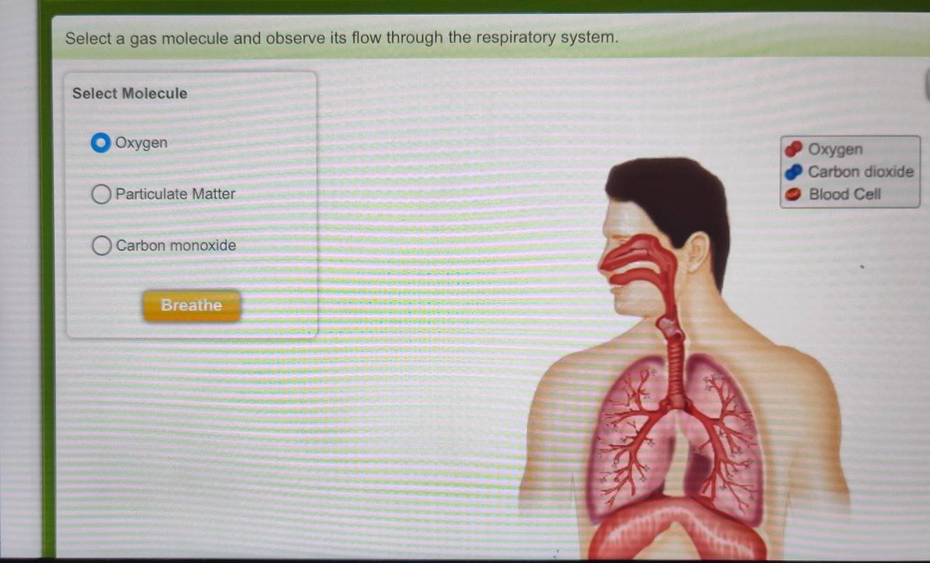 Select a gas molecule and observe its flow through the respiratory system.
Select Molecule
Oxygen
e
Particulate Matter
Carbon monoxide
Breathe