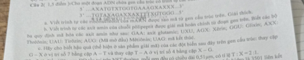 Câu 2( 1,5 điểm ):Cho một đoạn ADN chứa gen cầu trúc có trình lử 
5` …AXATGTXTGGTGAAAGXAXXX...3' 
3' ..TGTAXAGAXXAXTTTXGTGGG...5' 
a. Viết trình tự các ribonucleolit của mARN được sao mã từ gen cầu trúc trên. Giải thích. 
b. Viết trình tự các axit amin của chuỗi pôlipeptit được giải mã hoàn chỉnh từ đoạn gen trên. Biết các bộ 
ba quy định mã hóa các axit amin như sau: GAA: axit glutamic; UXU, AGX: Xêrin; GGU: Glixin; AXX: 
Thrêônin; UAU: Tirðzin; AUG: (Mã mở đầu) Mêtiônin; UAG: mã kết thức. 
c. Hãy cho biết hậu quả (thể hiện ở sản phẩm giải mã) của các đột biển sau đây trên gen cầu trúc: thay cập 
G - X ở vị trí số 7 bằng cặp A - T và thay cặp T - A ở vị trí số 4 bằng cập X-G. X=2:1. 
n là 3501 liên kết 
* thường, mỗi gen đều có chiều dài 0,51 μm, có tỉ lệ T :