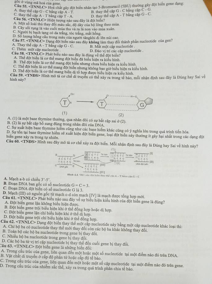 gòc ở vùng mã hoá của gene.
Câu 55. Hoá chất gây đột biển nhân tạo 5-Bromuracil (5BU) thưởng gây đột biển gene dạng:
A. thay thể cập G - C bằng cập A-T. B. thay thể cặp G - C băng cập C-G.
C. thay thể cập A - T bằng cập T - A. D. thay thể cập A - T bằng cập G-C.
Cầu 56. ∠ TNNLC> Hiện tượng nào sau đây là đột biển?
A. Một số loài thú thay đổi màu sắc, độ dây của bộ lông theo mùa.
B. Cây sối rụng lá vào cuối mùa thu và ra lá non vào mùa xuân.
C. Người bị bạch tạng có da trắng, tóc trắng, mắt hồng.
D. Số lượng hồng cầu trong máu của người tăngkhi đi lên núi cao.
Câu 57. ∠ INNLC Dạng đột biển nào sau đây không làm thay đổi thành phần nucleotide của gen?
A. Thay thể cặp A - T bằng cập G-C. B. Mắt một cặp nucleotide .
C. Thêm một cập nucleotide . D. Đảo vị trí các cặp nucleotide .
Câu 58. ∠ TNN LC> Phát biểu nào sau đây là đúng về thể đột biển?
A. Thể đột biển là cơ thể mang đột biển đã biểu hiện ra kiểu hình.
B. Thể đột biển là cơ thể mang đột biển nhưng chưa biểu hiện ra kiểu hình.
C. Thể đột biển là cơ thể mang đột biển nhưng không bao giờ biểu hiện ra kiểu hình.
D. Thể đột biến là cơ thể mang biến dị tổ hợp được biểu hiện ra kiểu hình.
Câu 59. · ∠ TNDS>
hình này? Hình mô tả cơ chế di truyền có thể xảy ra trong tế bào, mỗi nhận định sau đây là Đúng hay Sai về
A. (1) là một base thymine thường, qua nhân đôi có sự bắt cặp sai ở (2).
B. (2) là sự bắt cặp bổ sung đúng trong nhân đôi của DNA.
C. Sự xuất hiện base thymine hiểm cũng như các base hiểm khác cũng có ý nghĩa lớn trong quá trình tiến hóa.
D. Sự tồn tại base thymine hiểm sẽ xuất hiện đột biển gene, loại đột biển này thường ít gây hại nhất trong các dạng đột
biến gene xảy ra trong tự nhiên.
Câu 60. Hình sau đây mô tả cơ chế xảy ra đột biển. Mỗi nhận định sau đây là Đúng hay Sai về hình này?
Hình 41 SHII vày đột hiên thau thể căn A- Thàng cần G=C
A. Mạch a-b có chiều 3'-5'.
B. Đoạn DNA ban gốc có số nucleotide G=C=3.
C. Đoạn DNA đột biển có số nucleotide G là 3.
D. Mạch (III) có nguồn gốc từ mạch c-d còn mạch [IV] là mạch được tổng hợp mới.
Câu 61. Phát biểu nào sau đây về sự biểu hiện kiểu hình của đột biến gene là đúng?
A. Đột biến gene lặn không biểu hiện được.
B. Đột biển gene trội biểu hiện khi ở thể đồng hợp hoặc dị hợp.
C. Đột biển gene lặn chỉ biểu hiện khi ở thể dị hợp.
D. Đột biến gene trội chỉ biểu hiện khi ở thể đồng hợp.
Câu 62. an NNLC> Dạng đột biển thay thể một cặp nucleotide này bằng một cặp nucleotide khác loại thì:
A. Chỉ bộ ba có nucleotide thay thế mới thay đổi còn các bộ ba khác không thay đổi.
B. Toàn bộ các bộ ba nucleotide trong gene bị thay đổi.
C. Nhiều bộ ba nucleotide trong gene bị thay đổi.
D. Các bộ ba từ vị trí cặp nucleotide bị thay thế đến cuối gene bị thay đổi.
Câu 63. Đột biến gene là những biến đổi:
A. Trong cấu trúc của gene, liên quan đến một hoặc một số nucleotide tại một điểm nào đó trên DNA.
B. Vật chất di truyền ở cấp độ phân tử hoặc cấp độ tế bào.
C. Trong cầu trúc của gene, liên quan đến một hoặc một số cặp nucleotide tại một điểm nào đó trên gene.
D. Trong cấu trúc của nhiễm sắc thể, xảy ra trong quá trình phân chia tế bào.
