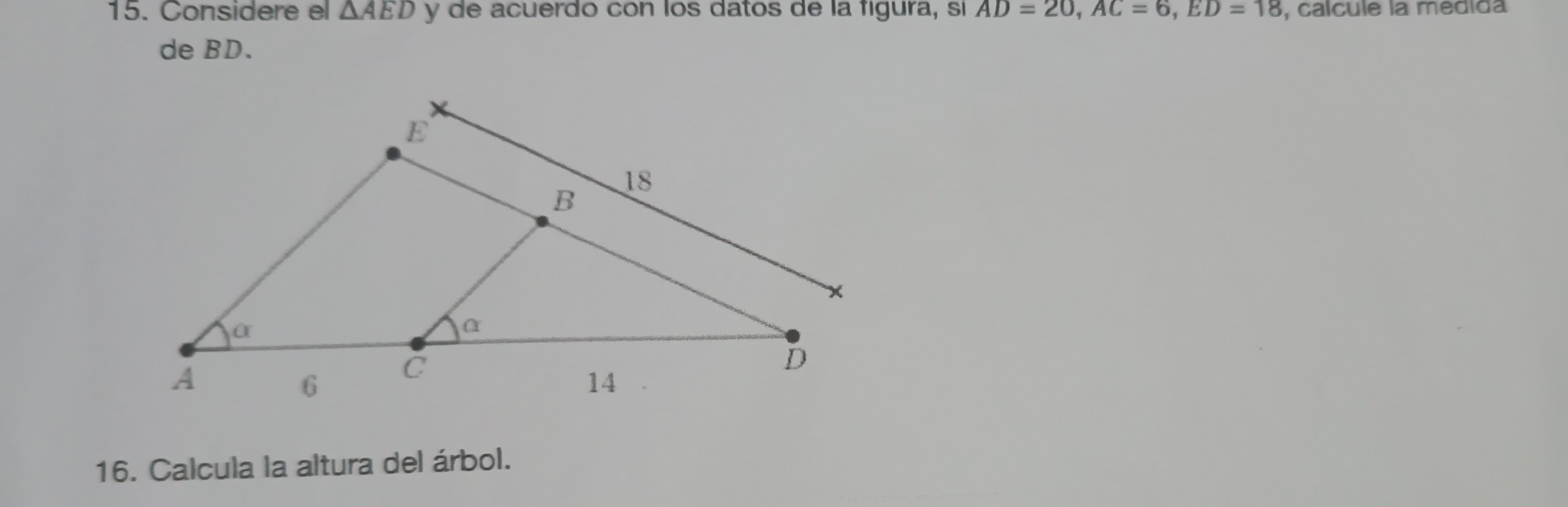 Considere el △ AED y de acuerdo cón los datos de la figura, sí AD=20, AC=6, ED=18 , calcule la medida 
de BD. 
16. Calcula la altura del árbol.