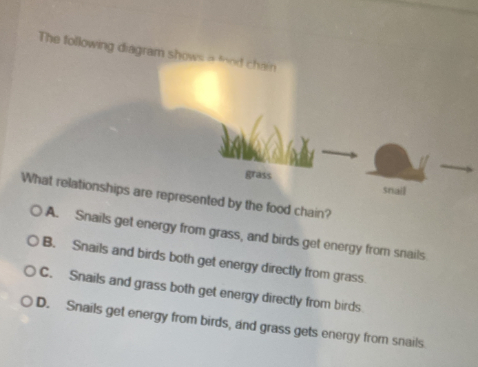 Solved: The following diagram shows a food chain grass snail What ...