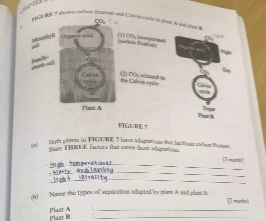 CHAPTER υ
CO_2 Ch 
FIGURE 7 shows carbon ion and Calvin cycle in plast A and plast B 
5 
Mesophyll Organic acid (1) CO_2 incorporsted CO_2
cell 
(carbon fixation) Orgnic ació Wighs 
Bundle- sheath cell
CO_2
CO_2 Day 
Calvin (2) CO_2 released to 
cycle the Calvin cycle Calin 
cycle 
Sugar 
Plant A Sugar 
Plant B 
FIGURE 7 
(a) Both plants in FIGURE 7 have adaptations that facilitate carbon fixation. 
State THREE factors that cause these adaptations. 
_ 
[3 marks] 
_ 
_ 
(b) Name the types of separation adapted by plant A and plant B. 
[2 marks] 
Plant A :_ 
Plant B :_