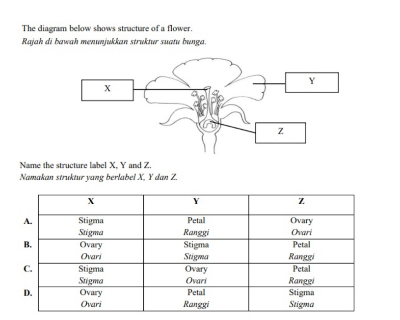 The diagram below shows structure of a flower. 
Rajah di bawah menunjukkan struktur suatu bunga. 
Name the structure label X, Y and Z. 
Namakan struktur yang berlabel X, Y dan Z.