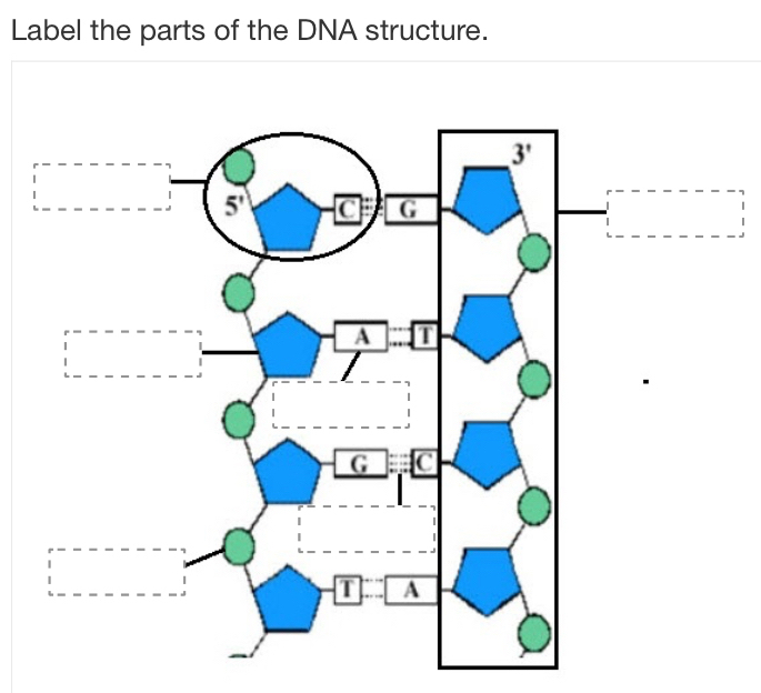 Label the parts of the DNA structure.