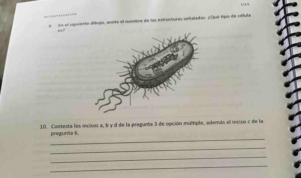 UAS 
Autoevaluación 
9. En el siguiente dibujo, anota el nombre de las estructuras señaladas. ¿Qué tipo de célula 
es? 
10. Contesta los incisos a, b y d de la pregunta 3 de opción múltiple, además el inciso c de la 
_ 
pregunta 6. 
_ 
_ 
_