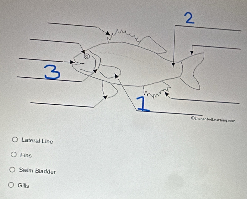 Lateral Line
Fins
Swim Bladder
Gills