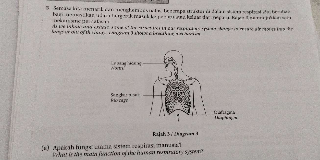 Semasa kita menarik dan menghembus nafas, beberapa struktur di dalam sistem respirasi kita berubah 
bagi memastikan udara bergerak masuk ke peparu atäu keluar dari peparu. Rajah 3 menunjukkan satu 
mekanisme pernafasan. 
As we inhale and exhale, some of the structures in our respiratory system change to ensure air moves into the 
lungs or out of the lungs. Diagram 3 shows a breathing mechanism. 
Rajah 3 / Diagram 3 
(a) Apakah fungsi utama sistem respirasi manusia? 
What is the main function of the human respiratory system?