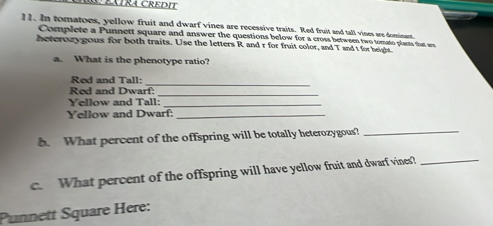 ÉÁTRA CREDIT 
11. In tomatoes, yellow fruit and dwarf vines are recessive traits. Red fruit and tall vines are dominant. 
Complete a Punnett square and answer the questions below for a cross between two tomato plants that are 
heterozygous for both traits. Use the letters R and r for fruit color, and T and t for height. 
a. What is the phenotype ratio? 
_ 
Red and Tall: 
Red and Dwarf:_ 
Yellow and Tall:_ 
Yellow and Dwarf:_ 
h. What percent of the offspring will be totally heterozygous?_ 
c. What percent of the offspring will have yellow fruit and dwarf vines?_ 
Punnett Square Here: