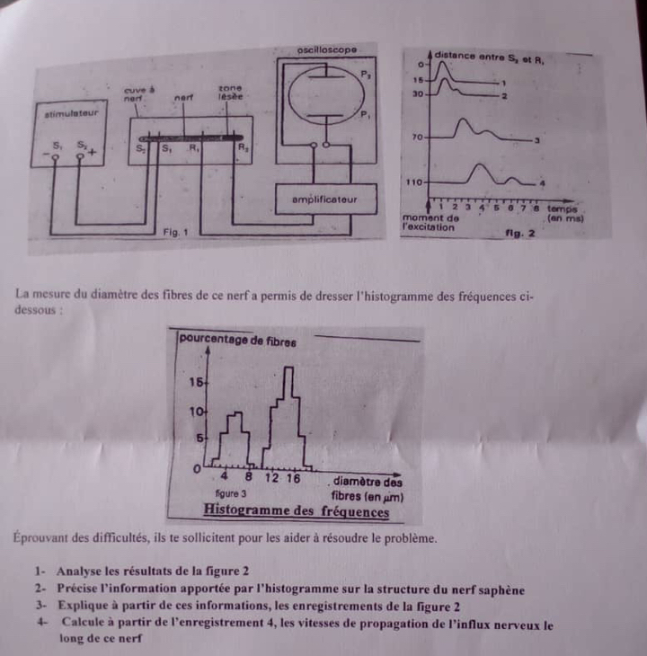 La mesure du diamètre des fibres de ce nerf a permis de dresser l'histogramme des fréquences ci-
dessous :
Éprouvant des difficultés, ils te sollicitent pour les aider à résoudre le problème.
1- Analyse les résultats de la figure 2
2- Précise l'information apportée par l'histogramme sur la structure du nerf saphène
3- Explique à partir de ces informations, les enregistrements de la figure 2
4- Calcule à partir de l'enregistrement 4, les vitesses de propagation de l’influx nerveux le
long de ce nerf