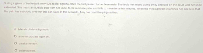 During a game of basketball, Amy cuts to her right to catch the ball passed by her teammate. She feels her knees giving away and falls on the court with her knee
extended. She hears an audible pop from her knee, feels immense pain, and falls to move for a few minutes. When the medical team examines her, she tells that
the pain has subsided and that she can walk. In this scenario, Amy has most likely injured her:
lateral collateral ligament.
anterior cruciate ligament.
patellar tendon.
tibial tubercle.