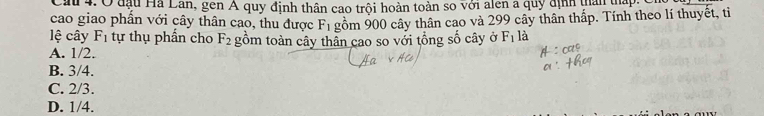 Ô đầu Hà Lan, gen A quy định thân cao trội hoàn toàn so với alên a quy định tân tậyạ 
cao giao phần với cây thân cao, thu được F_1
lệ cây F_1 tự thụ phần cho F_2 gồm 900 cây thân cao và 299 cây thân thấp. Tính theo lí thuyết, ti
A. 1/2. gồm toàn cây thần cao so với tổng số cây ở F_1 là
B. 3/4.
C. 2/3.
D. 1/4.