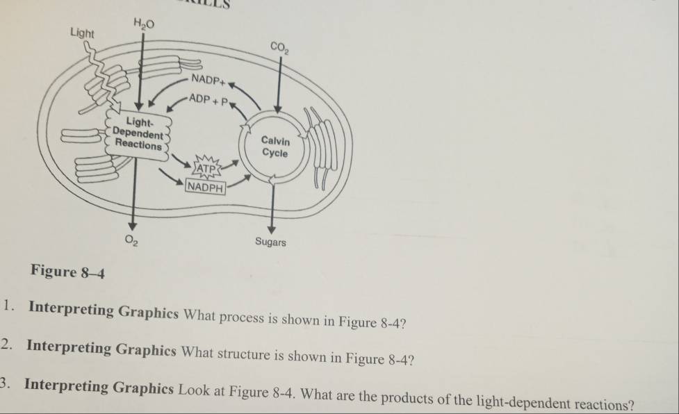 ILS
Figure 8-4
1. Interpreting Graphics What process is shown in Figure 8-4?
2. Interpreting Graphics What structure is shown in Figure 8-4?
3. Interpreting Graphics Look at Figure 8-4. What are the products of the light-dependent reactions?