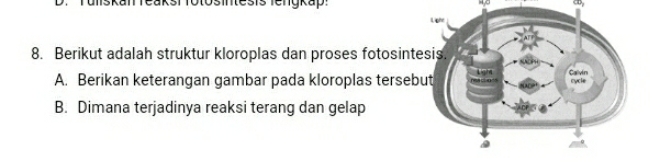 amskan Teak31 foto3inte313 fcngkup 40 (10) 
8. Berikut adalah struktur kloroplas dan proses fotosint 
A. Berikan keterangan gambar pada kloroplas terseb 
B. Dimana terjadinya reaksi terang dan gelap