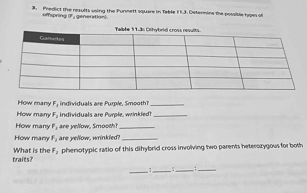 Predict the results using the Punnett square in Table 11.3. Determine the possible types of 
offspring (F_2 generation). 
How many F_2 individuals are Purple, Smooth?_ 
How many F_2 individuals are Purple, wrinkled?_ 
How many F_2 are yellow, Smooth?_ 
How many F_2 are yellow, wrinkled?_ 
What is the F_2 phenotypic ratio of this dihybrid cross involving two parents heterozygous for both 
traits? 
_:_ :_ :_