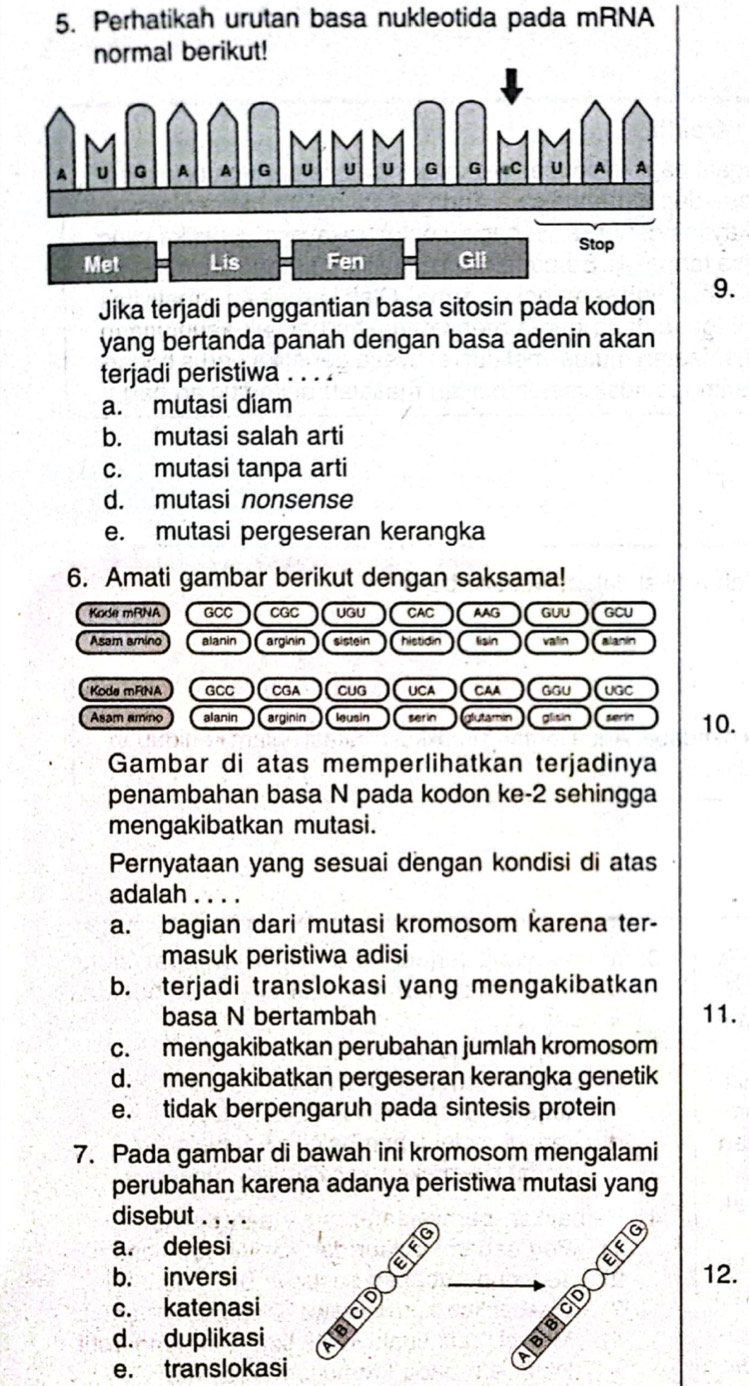 Perhatikah urutan basa nukleotida pada mRNA
normal berikut!
Jika terjadi penggantian basa sitosin pada kodon 9.
yang bertanda panah dengan basa adenin akan
terjadi peristiwa . . . .
a. mutasi diam
b. mutasi salah arti
c. mutasi tanpa arti
d. mutasi nonsense
e. mutasi pergeseran kerangka
6. Amati gambar berikut dengan saksama!
Kode mRNA GCC CGC UGU CAC AAG GUU GCU
Asam amino alanin arginin sistein histidin lisin valin alanin
Koda mFINA GCC CGA CUG UCA CAA GGU UGC
Asam amino alanin arginin leusin serin glutamin glisin werin 10.
Gambar di atas memperlihatkan terjadinya
penambahan basa N pada kodon ke -2 sehingga
mengakibatkan mutasi.
Pernyataan yang sesuai dengan kondisi di atas
adalah . . . .
a. bagian dari mutasi kromosom karena ter-
masuk peristiwa adisi
b. terjadi translokasi yang mengakibatkan
basa N bertambah 11.
c. mengakibatkan perubahan jumlah kromosom
d. mengakibatkan pergeseran kerangka genetik
e. tidak berpengaruh pada sintesis protein
7. Pada gambar di bawah ini kromosom mengalami
perubahan karena adanya peristiwa mutasi yang
disebut .
a. delesi
EF
EF
b. inversi 12.
c. katenasi 。
d. duplikasi
∞
e. translokasi