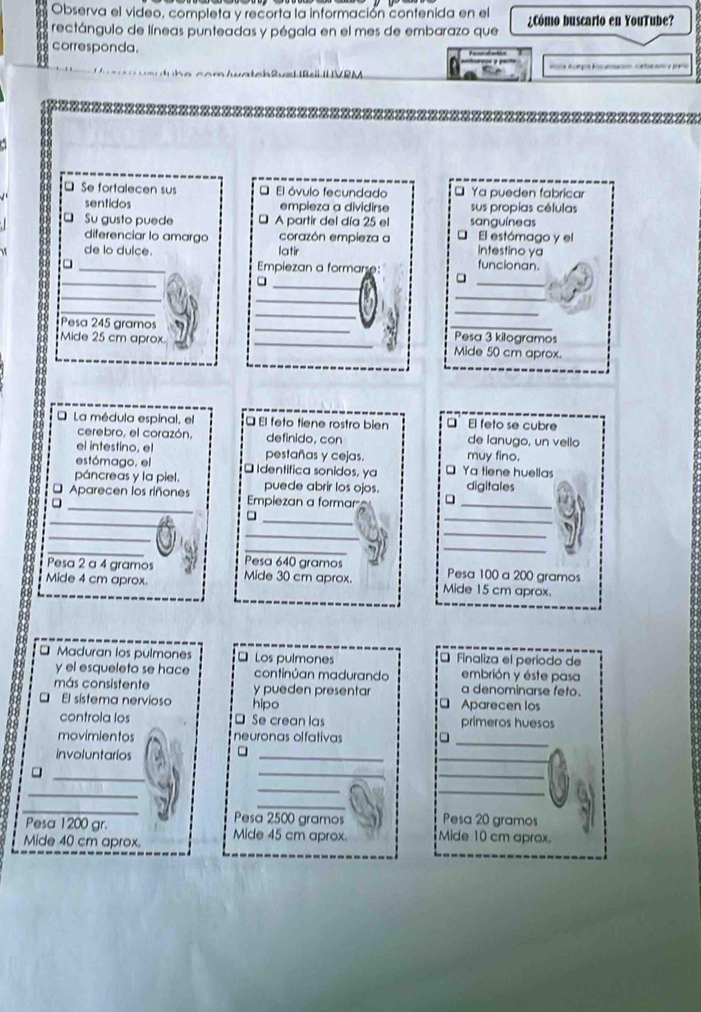 Observa el video, completa y recorta la información contenida en el
rectángulo de líneas punteadas y pégala en el mes de embarazo que ¿Cómo buscario en YouTube?
corresponda.
s         
* Se fortalecen sus * El óvulo fecundado * Ya pueden fabricar
sentidos empieza a dividirse sus propias células
。 Su gusto puede  A partir del día 25 el sanguíneas
diferenciar lo amargo corazón empieza a * El estómago y el
M latir intestino ya
_de lo dulce. funcionan.
Empiezan a formarse:
_
_
_
_
_
_
_
_
_
Pesa 245 gramos __Pesa 3 kilogramos
Mide 25 cm aprox. _Mide 50 cm aprox.
O La médula espinal, el * El feto tiene rostro bien □ El feto se cubre
cerebro, el corazón, definido, con de lanugo, un vello
el intestino, el pestañas y cejas. muy fino.
estómago, el * Identifica sonidos, ya □ Ya tiene huellas
páncreas y la piel. puede abrir los ojos. digitales
_
* Aparecen los riñones Empiezan a formar
□
_
_
_
_
_
_
_
_
_
_
Pesa 640 gramos
Pesa 2 a 4 gramos Mide 30 cm aprox. Pesa 100 a 200 gramos
Mide 4 cm aprox. Mide 15 cm aprox.
* Maduran los pulmones * Los pulmones
É Finaliza el periodo de
y el esqueleto se hace continúan madurando embrión y éste pasa
más consistente y pueden presentar a denominarse feto.
□ El sistema nervioso hipo ₹ Aparecen los
controla los * Se crean las primeros huesos
movimientos neuronas olfativas
_
involuntarios
_
_□
_□
_
_
_
_
_
_
_
Pesa 2500 gramos Pesa 20 gramos
Pesa 1200 gr. Mide 45 cm aprox. Mide 10 cm aprox.
Mide 40 cm aprox.