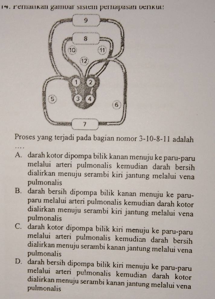 Pernatikán gambár sistem pernapasán berkut
Proses yang terjadi pada bagian nomor 3 - 10 - 8 - 11 adalah
…
A. darah kotor dipompa bilik kanan menuju ke paru-paru
melalui arteri pulmonalis kemudian darah bersih
dialirkan menuju serambi kiri jantung melalui vena
pulmonalis
B. darah bersih dipompa bilik kanan menuju ke paru-
paru melalui arteri pulmonalis kemudian darah kotor
dialirkan menuju serambi kiri jantung melalui vena
pulmonalis
C. darah kotor dipompa bilik kiri menuju ke paru-paru
melalui arteri pulmonalis kemudian darah bersih 
dialirkan menuju serambi kanan jantung melalui vena
pulmonalis
D. darah bersih dipompa bilik kiri menuju ke paru-paru
melalui arteri pulmonalis kemudian darah kotor 
dialirkan menuju serambi kanan jantung melalui vena
pulmonalis