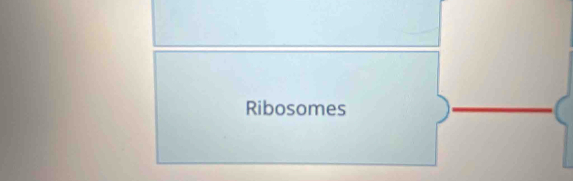 Ribosomes 
_