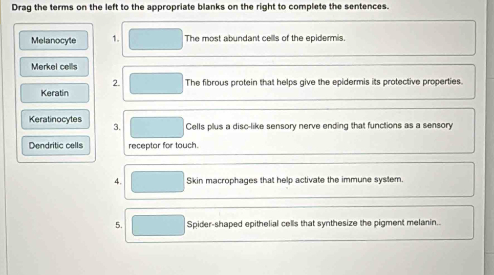 Drag the terms on the left to the appropriate blanks on the right to complete the sentences. 
Melanocyte 1. The most abundant cells of the epidermis. 
Merkel cells 
2. The fibrous protein that helps give the epidermis its protective properties. 
Keratin 
Keratinocytes 3. 
Cells plus a disc-like sensory nerve ending that functions as a sensory 
Dendritic cells receptor for touch. 
4. Skin macrophages that help activate the immune system. 
5. Spider-shaped epithelial cells that synthesize the pigment melanin..