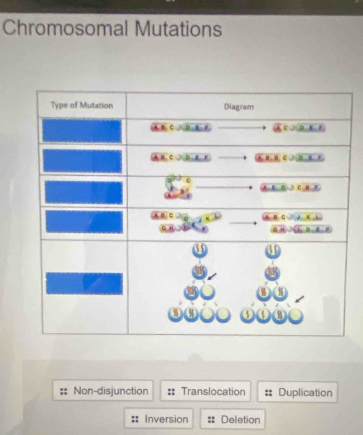 Chromosomal Mutations
Non-disjunction Translocation Duplication
Inversion Deletion