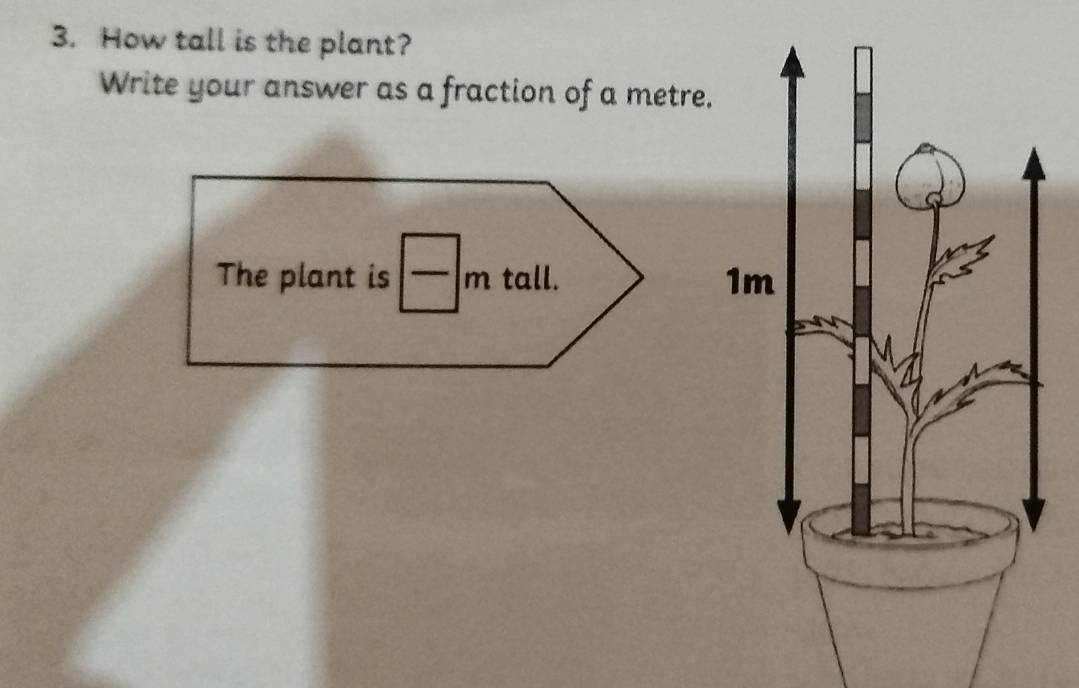 How tall is the plant?
Write your answer as a fraction of a metre.