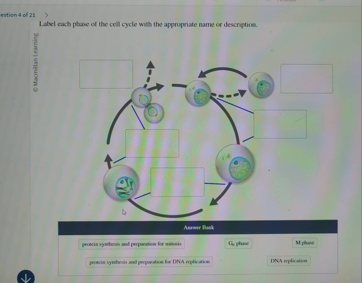 estion 4 of 21
Label each phase of the cell cycle with the appropriate name or description.
~
Answer Bank
protein synthesis and preparation for mitosis G_0 phase M phase
protein synthesis and preparation for DNA replication DNA replication