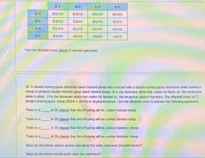 Use the dihybrid cross above to answer questions. 
18. A double homozygous dominant black homed sheep was crossed with a double homozygous recessive white horless 
sheep to produce double heterozygous black horned sheep. B is the dominant allele that codes for black vs. the recessive 
allele b white. H is the dominant allele that codes for homed vs. the recessive allele h hornless. The dihybrid cross of 2
double heterozygous sheep (BbHh x BbHh) is displayed above. Use the dihybrid cross to answer the following questions 
There is a_ in 16 chance that the offspring will be a black homed sheep. 
There is a_ in 16 chance that the offspring will be a white hored sheep. 
There is a_ in 16 chance that the offspring will be a black hornless sheep. 
There is a _in 16 chance that the offspring will be a white hornless sheep. 
What do the letters written across and along the sides represent (shaded boxes)? 
What do the letters inside each clear box represent?