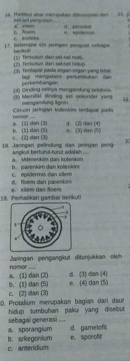 Rambut akar merupakan diferensiasi dar 21. 
sel-sel penyusun
a xilem d perisike
b. floem e. epidermis
c. korteks
17. Beberapa ciri jaringan penguat sebagai
berikut!
(1) Tersusun dari sel-sel mali.
(2) Tersusun dari sel-sel hidup.
(3) Terdapat pada organ-organ yang tidak
lagi mengalami pertumbuhan dan
perkembangan.
(4) Dinding selnya mengandung selulosa.
(5) Memiliki dinding sel sekunder yang 22.
mengandung lignin.
Ciri-ciri jaringan kolenkim terdapat pada
nomor ....
a. (1) dan (3) d. (2) dan (4)
b. (1) dan (5) e. (3) dan (5)
c. (2) dan (3)
23
18. Jaringan pelindung dan jaringan peng-
angkut berturut-turut adalah ....
a.sklerenkim dan kolenkim
b. parenkim dan kolenkim
c. epidermis dan xilem
d. floem dan parenkim
e. xilem dan floem
19. Perhatikan gambar berikut!
Jaringan pengangkut ditunjukkan oleh
nomor ....
a. (1) dan (2) d. (3) dan (4)
b. (1) dan (5) e. (4) dan (5)
c. (2) dan (3)
0. Protalium merupakan bagian dari daur
hidup tumbuhan paku yang disebut
sebagai generasi ....
a. sporangium d. gametofit
b. arkegonium e. sporofit
c. anteridium