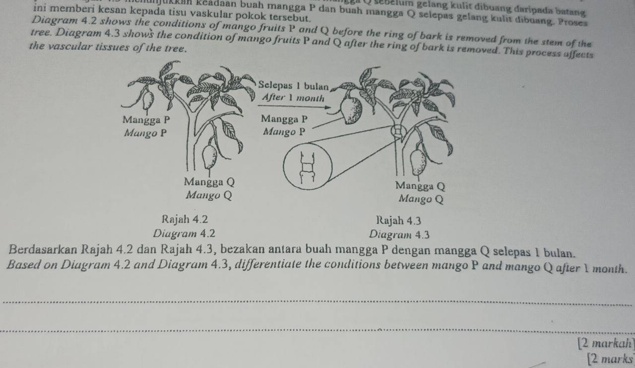 ga Q sebélum gelang kulit díbuang daripada batang 
ini memberi kesan kepada tisu vaskular pokok tersebut. 
alukkan keadaan buah mangga P dan buah mangga Q selepas gelang kulit dibuang. Proses 
Diagram 4.2 shows the conditions of mango fruits P and Q before the ring of bark is removed from the stem of the 
tree. Diagram 4.3 shows the condition of mango fruits P and Q after the ring of bark is removed. This process affects 
the vascular tissues of the tree. 
Rajah 4.2 Rajah 4.3 
Diagram 4.2 Diagram 4.3 
Berdasarkan Rajah 4.2 dan Rajah 4.3, bezakan antara buah mangga P dengan mangga Q selepas 1 bulan. 
Based on Diagram 4.2 and Diagram 4.3, differentiate the conditions between mango P and mango Q after 1 month. 
_ 
_ 
[2 markah] 
[2 marks