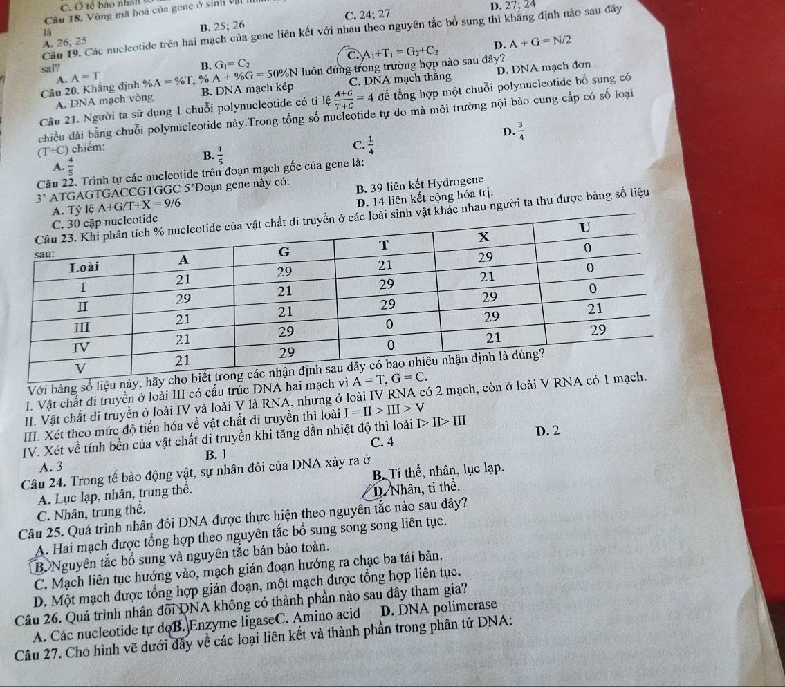 C. Ở tế bào nhân s
C. 24;27 D. 27; 24
Câu 18, Vùng mã hoá của gene ở sinh V 
Câu 19. Các nucleotide trên hai mạch của gene liên kết với nhau theo nguyên tắc bổ sung thì khẳng định nào sau đây
là
A. 26; 25 B. 25;26
D. A+G=N/2
C.
sai? B. G_1=C_2
Câu 20. Khẳng định A=T % A=% T , % A+% G=50% N luôn đúng trong trường hợp nào sau đây? A_1+T_1=G_2+C_2
A.
A. DNA mạch vòng B. DNA mạch kép C. DNA mạch thắng D. DNA mạch đơn
Câu 21. Người ta sử dụng 1 chuỗi polynucleotide có tỉ lệ  (A+G)/T+C =4 để tổng hợp một chuỗi polynucleotide bổ sung có
chiều dài bằng chuỗi polynucleotide này.Trong tổng số nucleotide tự do mà môi trường nội bào cung cấp có số loại
D.  3/4 
(T+C) chiếm:
B.  1/5 
C.  1/4 
A.  4/5 
Câu 22. Trình tự các nucleotide trên đoạn mạch gốc của gene là:
3' ATGAGTGACCGTGGC 5^,] Đoạn gene này có:
A. Tỷ lệ A+G/T+X=9/6 B 39 liên kết Hydrogene
D. 14 liên kết cộng hóa trị.
khác nhau người ta thu được bảng số liệu
Với bảng số liệu 
I. Vật chất di truyền ở loài III có cấu trúc DNA hai mạch
II. Vật chất di truyền ở loài IV và loài V là RNA, nhưng ở loài IV RNA có 2 mạch, còn ở loài 
III. Xét theo mức độ tiến hóa về vật chất di truyền thì loài I=II>III>V
IV. Xét về tính bền của vật chất di truyền khi tăng dần nhiệt độ thì loài I>II>III
D. 2
B. 1 C. 4
A. 3
B. Ti thể, nhân, lục lạp.
Câu 24. Trong tế bảo động vật, sự nhân đôi của DNA xảy ra ở
A. Lục lạp, nhân, trung thể.
C. Nhân, trung thể. D. Nhân, ti thể.
Câu 25. Quá trình nhân đôi DNA được thực hiện theo nguyên tắc nào sau đây?
A. Hai mạch được tổng hợp theo nguyên tắc bổ sung song song liên tục.
B Nguyên tắc bổ sung và nguyên tắc bán bảo toàn.
C. Mạch liên tục hướng vào, mạch gián đoạn hướng ra chạc ba tái bản.
D. Một mạch được tổng hợp gián đoạn, một mạch được tổng hợp liên tục.
Câu 26. Quá trình nhân đối DNA không có thành phần nào sau đây tham gia? D. DNA polimerase
A. Các nucleotide tự doB. Enzyme ligaseC. Amino acid
Câu 27. Cho hình vẽ dưới đây về các loại liên kết và thành phần trong phân tử DNA: