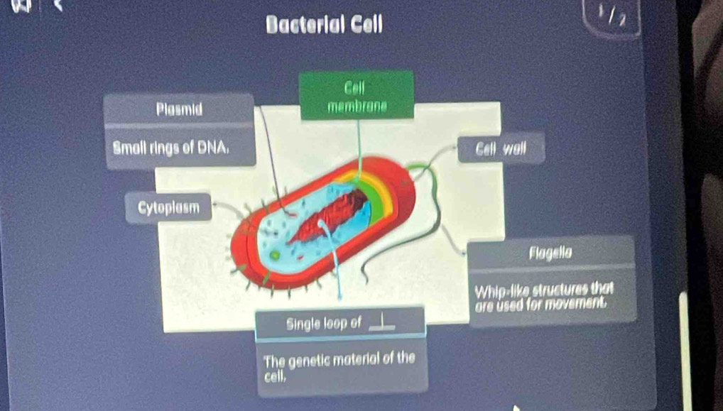 Bacterial Cell 
'The genetic material of the 
cell,