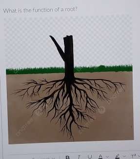 What is the function of a root? 
A