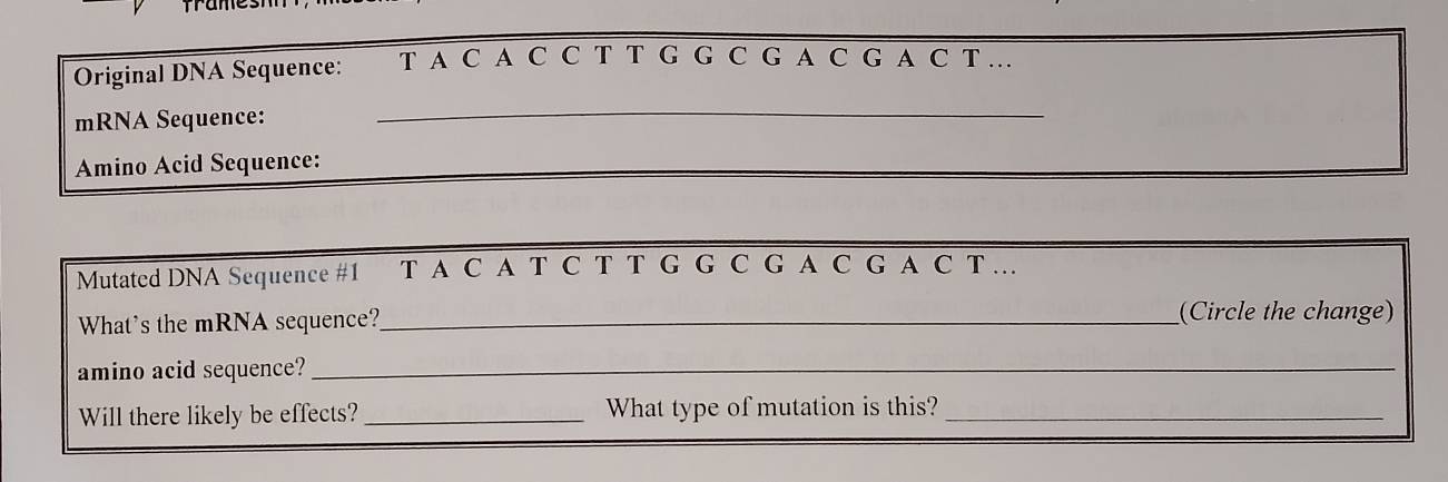 Original DNA Sequence: T A C A C C T T G G C G A C G A C T ... 
mRNA Sequence: 
_ 
Amino Acid Sequence: 
Mutated DNA Sequence #1 T A C A T C T T G G C G A C G A C T ... 
What's the mRNA sequence?_ (Circle the change) 
amino acid sequence?_ 
Will there likely be effects?_ What type of mutation is this?_