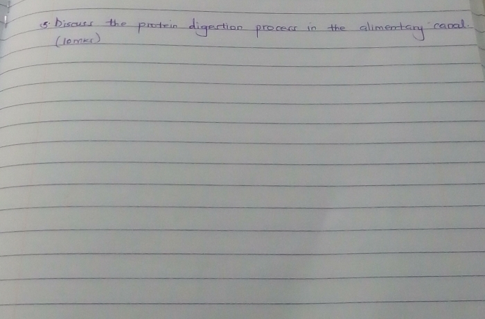 biscuss the protein digestion procecs in the alimentary caral 
(lomkc)