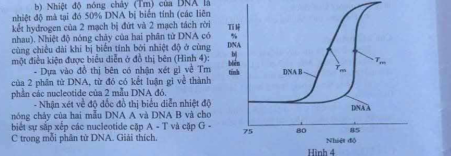 Nhiệt độ nóng chảy (Tm) của DNA là
nhiệt độ mà tại đó 50% DNA bị biến tính (các liên
kết hydrogen của 2 mạch bị đứt và 2 mạch tách rời
nhau). Nhiệt độ nóng chảy của hai phân tử DNA có
cùng chiều đài khi bị biến tính bởi nhiệt độ ở cùng
một điều kiện được biểu diễn ở đồ thị bên (Hình 4):
- Dựa vào đồ thị bên có nhận xét gì về Tm
của 2 phân từ DNA, từ đó có kết luận gì về thành
phần các nucleotide của 2 mẫu DNA đó.
- Nhận xét về độ đốc đồ thị biểu diễn nhiệt độ
nóng chảy của hai mẫu DNA A và DNA B và cho
biết sự sắp xếp các nucleotide cặp A - T và cặp G -
C trong mỗi phân tử DNA. Giải thích.
Hình 4