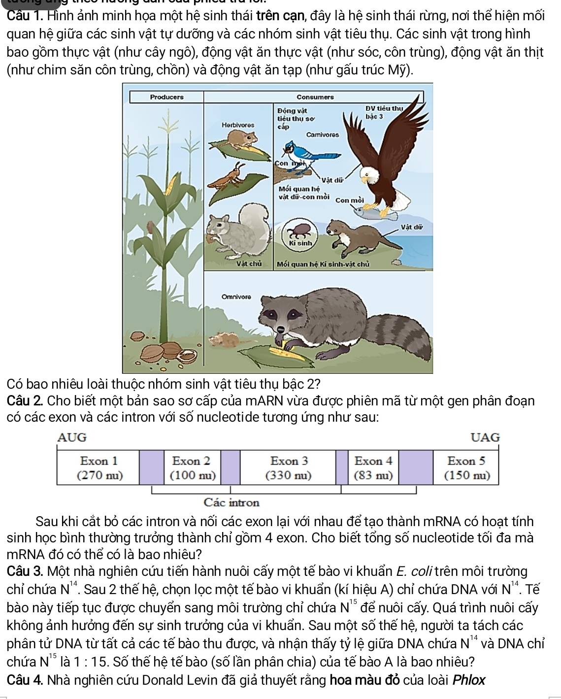 Hình ảnh minh họa một hệ sinh thái trên cạn, đây là hệ sinh thái rừng, nơi thể hiện mối
quan hệ giữa các sinh vật tự dưỡng và các nhóm sinh vật tiêu thụ. Các sinh vật trong hình
bao gồm thực vật (như cây ngô), động vật ăn thực vật (như sóc, côn trùng), động vật ăn thịt
(như chim săn côn trùng, chồn) và động vật ăn tạp (như gấu trúc Mỹ).
Có bao nhiêu loài thuộc nhóm sinh vật tiêu thụ bậc 2?
Câu 2. Cho biết một bản sao sơ cấp của mARN vừa được phiên mã từ một gen phân đoạn
có các exon và các intron với số nucleotide tương ứng như sau:
Sau khi cắt bỏ các intron và nối các exon lại với nhau để tạo thành mRNA có hoạt tính
sinh học bình thường trưởng thành chỉ gồm 4 exon. Cho biết tổng số nucleotide tối đa mà
mRNA đó có thể có là bao nhiêu?
Câu 3. Một nhà nghiên cứu tiến hành nuôi cấy một tế bào vi khuẩn E. colitrên môi trường
chỉ chứa N''. Sau 2 thế hệ, chọn lọc một tế bào vi khuẩn (kí hiệu A) chỉ chứa DNA với N''. Tế
bào này tiếp tục được chuyển sang môi trường chỉ chứa N^(15) để nuôi cấy. Quá trình nuôi cấy
không ảnh hưởng đến sự sinh trưởng của vi khuẩn. Sau một số thế hệ, người ta tách các
phân tử DNA từ tất cả các tế bào thu được, và nhận thấy tỷ lệ giữa DNA chứa N^(14) và DNA chỉ
chứa N^(15) là 1:15. Số thế hệ tế bào (số lần phân chia) của tế bào A là bao nhiêu?
Câu 4. Nhà nghiên cứu Donald Levin đã giả thuyết rằng hoa màu đỏ của loài Phlox