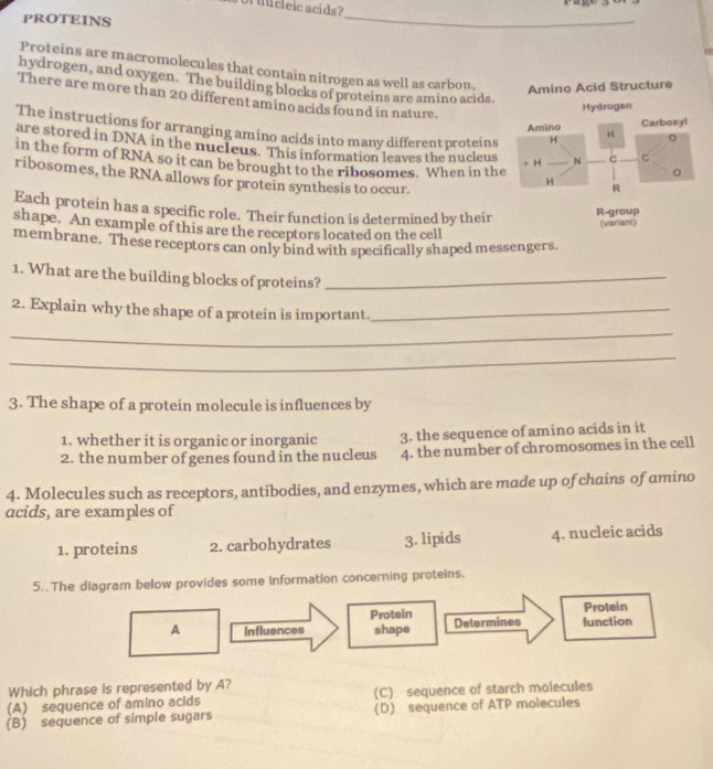 PROTEINS
_
Proteins are macromolecules that contain nitrogen as well as carbon
hydrogen, and oxygen. The building blocks of proteins are amino acids
Amino Acid Structure
There are more than 20 different amino acids found in nature. H 0
Hydrogen
Amino Carboxyl
The instructions for arranging amino acids into many different proteins H C C
are stored in DNA in the nucleus. This information leaves the nucleus h
in the form of RNA so it can be brought to the ribosomes. When in the H_ R_
+ H
0
ribosomes, the RNA allows for protein synthesis to occur.
Each protein has a specific role. Their function is determined by their R-group
(variant)
shape. An example of this are the receptors located on the cell
membrane. These receptors can only bind with specifically shaped messengers.
1. What are the building blocks of proteins?_
2. Explain why the shape of a protein is important._
_
_
3. The shape of a protein molecule is influences by
1. whether it is organic or inorganic 3. the sequence of amino acids in it
2. the number of genes found in the nucleus 4. the number of chromosomes in the cell
4. Molecules such as receptors, antibodies, and enzymes, which are made up of chains of amino
acids, are examples of
1. proteins 2. carbohydrates 3. lipids 4. nucleic acids
5.. The diagram below provides some information concerning proteins.
Protein Protein
A Influences shape Determines function
Which phrase is represented by A?
(A) sequence of amino acids (C) sequence of starch molecules
(B) sequence of simple sugars (D) sequence of ATP molecules